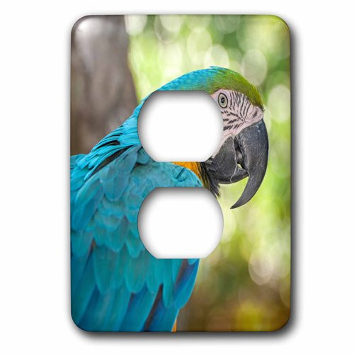 3dRose (lsp_208295_6) USA, Florida, Orlando, Blue and Yellow Macaw, Gatorland 2 Plug Outlet Cover