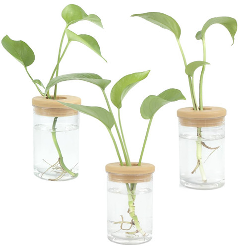 FAHAWEL 3 Pcs Plastic Desktop Plant Propagation Station Hydroponic Planter Vases with Lid and Base, Small Tabletop Plastic Plant Terrarium Propagating Propagated Plant Jars Water Propagation Growing