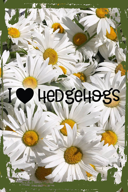 Daisy Flower Wall Art I heart hedgehogs love pet owner animals Hanging Wall Sign 8 x 12 Decor Funny Gift