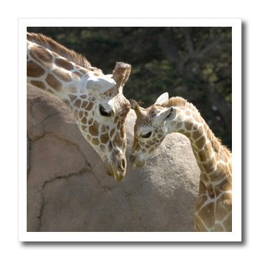 3dRose ht_96857_3 Mother and Baby Giraffe San Francisco Zoo-Us48 Tau0001-Tananarive Aubert-Iron on Heat Transfer for Material, 10 by 10-Inch, White