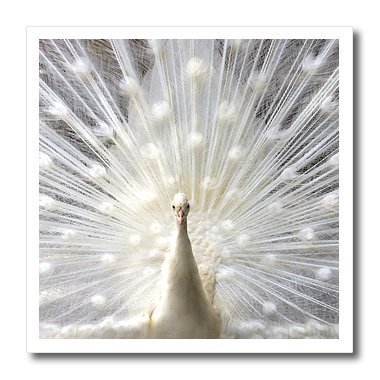 3dRose ht_4060_3 White Peacock Iron on Heat Transfer for White Material, 10 by 10-Inch
