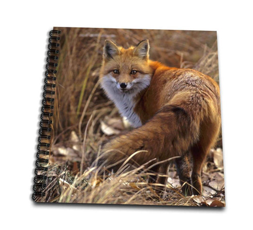 3dRose db_88875_1 Colorado, Jefferson County. Red Fox-US06 BJA0261-Jaynes Gallery-Drawing Book, 8 by 8"