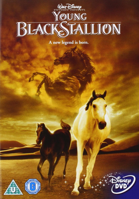 Young Black Stallion Young Black Stallion