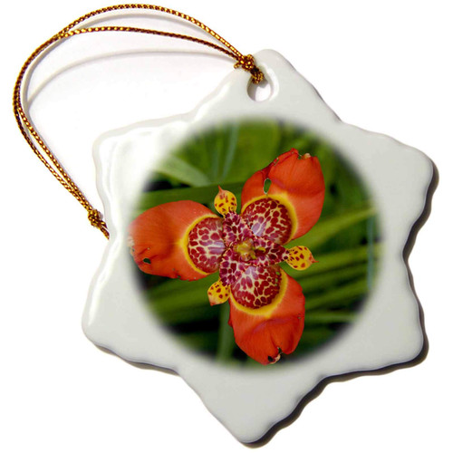 3dRose Ecuador, Otavalo, Hacienda Cusin, Orchid - SA07 CMI0291 - Cindy... - Ornaments (orn-86092-1) 3dRose Ecuador, Otavalo, Hacienda Cusin, Orchid - SA07 CMI0291 - Cindy... - Ornaments (orn-86092-1)