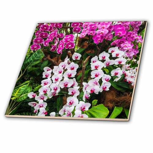 3dRose Orchids at The National Orchid Garden, Singapore. - Tiles (ct-366354-1) 3dRose Orchids at The National Orchid Garden, Singapore. - Tiles (ct-366354-1)