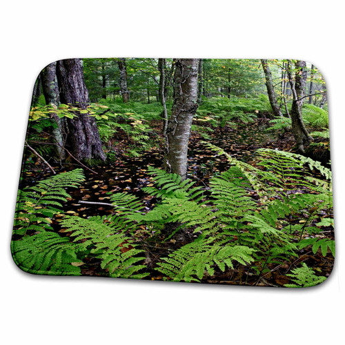 3dRose Forest, Sieur de Monte Springs, Acadia NP, Maine -... - Bathroom Bath Rug Mats (rug-90516-1)