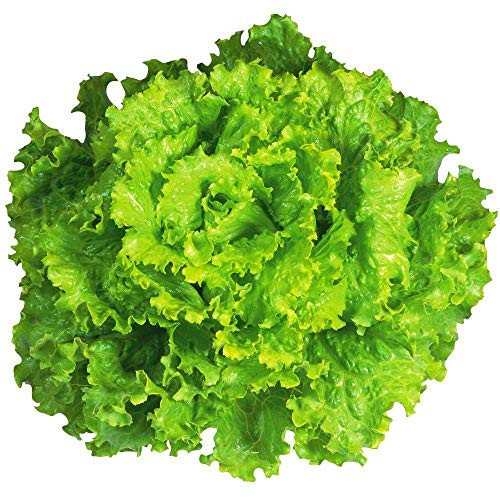 "Arianna Romaine" Lettuce Seeds, 1000+ Premium Organic Heirloom Seeds, Batavian Lettuce, ON SALE!, (Isla's Garden Seeds), Non Gmo Survival Seeds, 99.7% Purity, 85% Germination, Highest Quality! "Arianna Romaine" Lettuce Seeds, 1000+ Premium Organic Heirloom Seeds, Batavian Lettuce, ON SALE!, (Isla's Garden Seeds), Non Gmo Survival Seeds, 99.7% Purity, 85% Germination, Highest Quality!