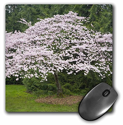 3dRose LLC 8 x 8 x 0.25 Inches Mouse Pad, Seattle, Washington Arboretum, Cherry Tree - Jamie and Judy Wild (mp_96121_1)