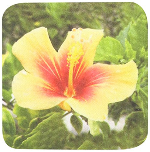 3dRose LLC Red and Yellow Hibiscus Coaster, Soft, Set of 4