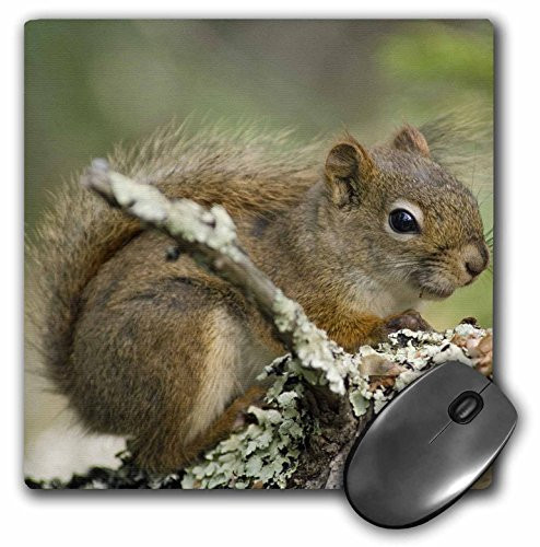 3dRose LLC 8 x 8 x 0.25 Inches Mouse Pad, Red Squirrel, Raymond Klass (mp_91442_1)