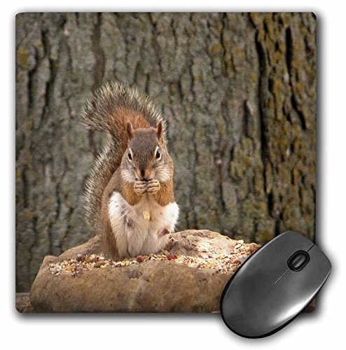 3dRose LLC 8 x 8 x 0.25 Inches Mouse Pad, Red Squirrel (mp_54410_1)