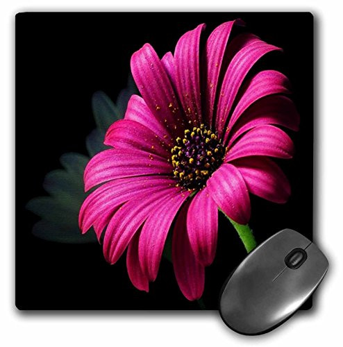 3dRose LLC 8 x 8 x 0.25 Inches Mouse Pad, Hot Pink Daisy on Black (mp_62103_1)