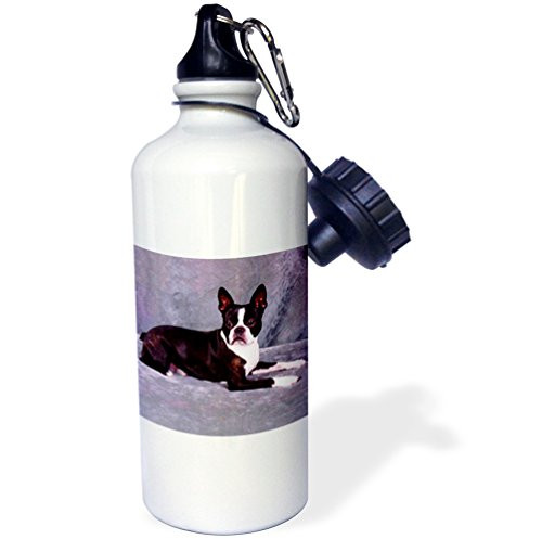 3dRose wb_304_1 Cats Sports Water Bottle, 21 oz, White