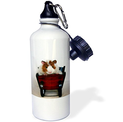 3dRose wb_6447_1"Baby Guinea Pig in Sleigh photography by Angelandspot" Sports Water Bottle, 21 oz, White
