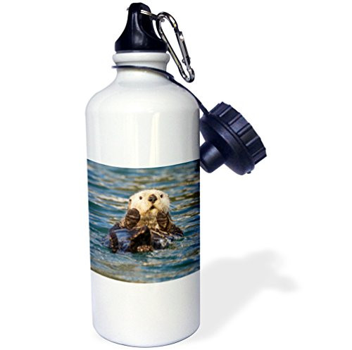3dRose wb_141914_1"Sea Otter, Prince William Sound, Alaska, USA US02 HRO0648 Hugh Rose" Sports Water Bottle, 21 oz, White