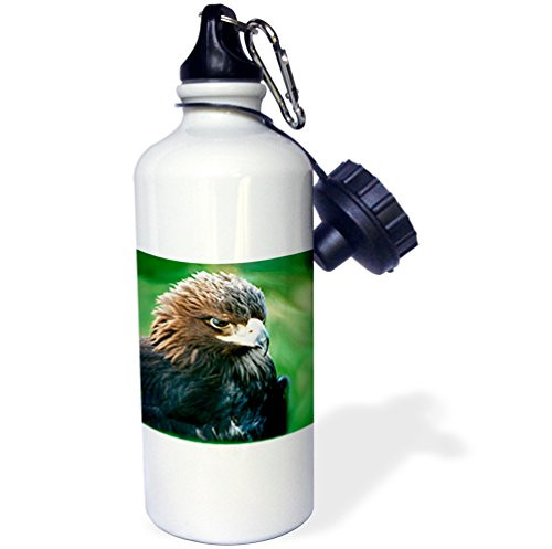 3dRose wb_646_1 Golden Eagle Sports Water Bottle, 21 oz, White 3dRose wb_646_1 Golden Eagle Sports Water Bottle, 21 oz, White