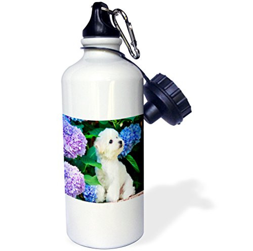 3dRose wb_80886_1"Adorable Bichon Frise Puppy Among Hydrangeas" Sports Water Bottle, 21 oz, White