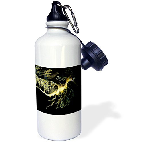 3dRose wb_9951_1 Beluga Whale, Delphinapterus Leucas Sports Water Bottle, 21 oz, White