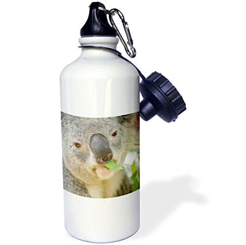 3dRose wb_88551_1 Giant Panda Bear, Research Station, San Diego Zoo Ca-Us05 Mpr0038-Maresa Pryor Sports Water Bottle, 21 oz, White