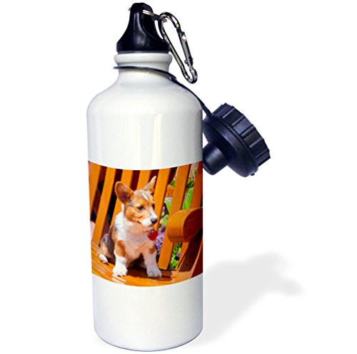 3dRose wb_209735_1 Pembroke Welsh Corgi puppy sitting in wooden park bench Sports Water Bottle, Multicolored, 21 oz