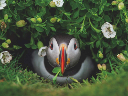 New York Puzzle Company - National Geographic Puffin Chick - 1000 Piece Jigsaw Puzzle