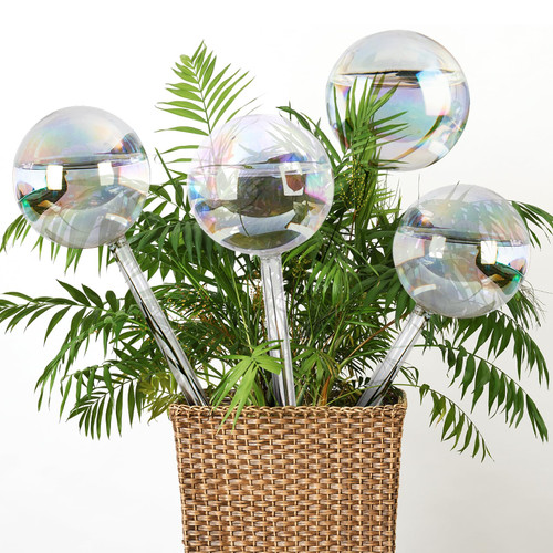 KintKita Clear Glass Plant Watering Globes Watering System Water Globes for Plants -Glass Self Watering Globes Drippers Automatic Plant Watering Bulbs for Indoor Outdoor Plants (4 Pack) KintKita Clear Glass Plant Watering Globes Watering System Water Globes for Plants -Glass Self Watering Globes Drippers Automatic Plant Watering Bulbs for Indoor Outdoor Plants (4 Pack)