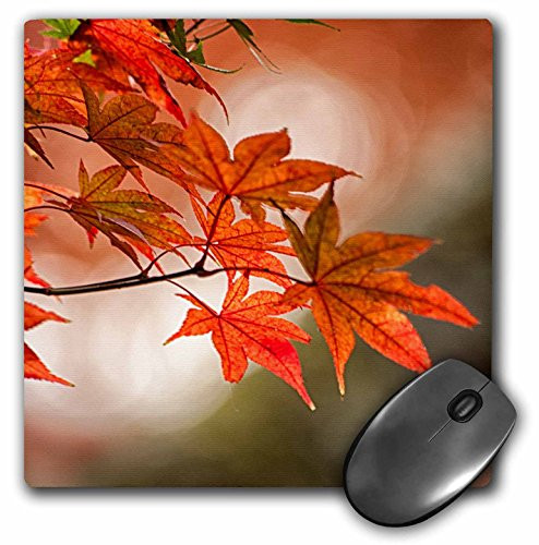 3dRose Red Japanese Maple Leaves in Fall, Mouse Pad, 8" by 8" (mp_225896_1)