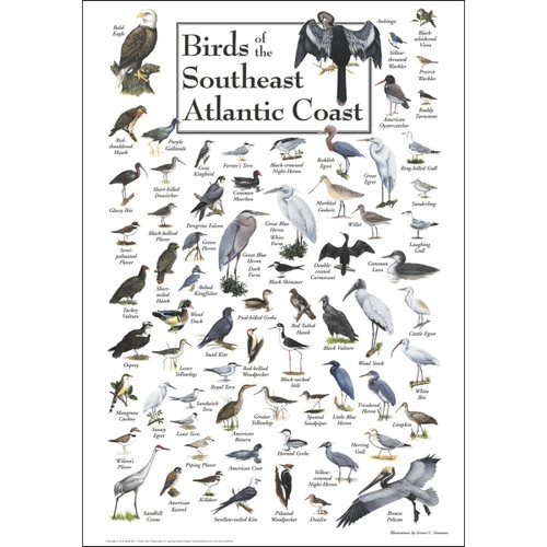 Earth Sky + Water Poster - Birds of The Southeast Atlantic Coast