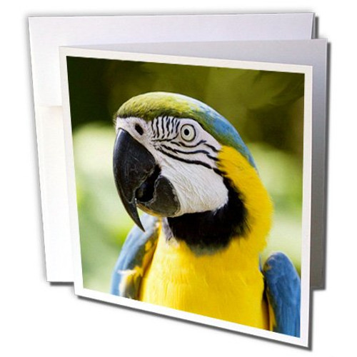 3dRose Parrot - Greeting Cards, 6 x 6 inches, set of 12 (gc_4032_2) 3dRose Parrot - Greeting Cards, 6 x 6 inches, set of 12 (gc_4032_2)