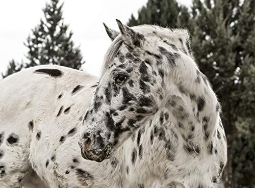 Puzzles for Adults 300 Piece,Horse Appaloosa Farm,Jigsaw Puzzles Toys Home Entertainment Game for Relaxation, Meditation, Hobby