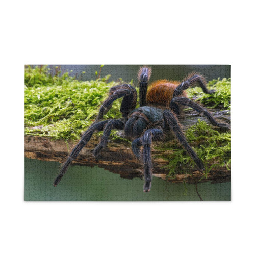 xigua Tarantula On Branch Jigsaw Puzzles, Wooden Puzzles for Children and Adults Entertainment, Challenge Games Home Decoration - 500 Pieces