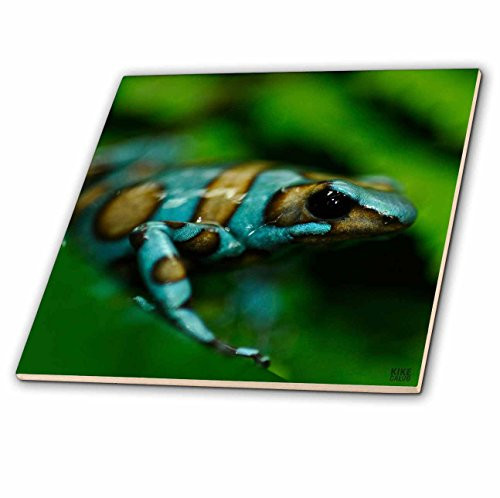 3dRose ct_10382_2 Blue 'n Brown Tree Frog on a Leaf-Ceramic Tile, 6-Inch