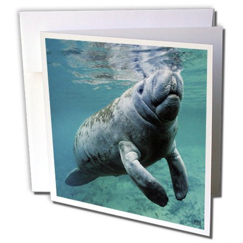 3dRose West Indian Manatee Trichechus manatus in Florida, USA - Greeting Cards, 6 x 6 inches, set of 12 (gc_45536_2) 3dRose West Indian Manatee Trichechus manatus in Florida, USA - Greeting Cards, 6 x 6 inches, set of 12 (gc_45536_2)
