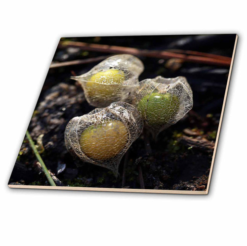 3dRose Macro Photograph of ripe Ground Cherries Ready to be Eaten. - Tiles (ct_350251_2)