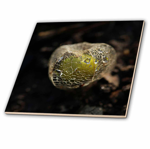 3dRose Macro Photograph of a Single ripe Ground Cherry on The Ground. - Tiles (ct_350252_2)