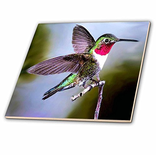 3dRose ct_960_2 Hummingbird, Bird Ceramic Tile, 6-Inch