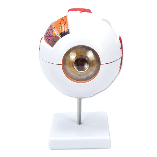 scenstar 6X Enlarged Eyeball Model, Eye Anatomy Model, Human Eye Anatomical Model with Removable Stand for Science Education Students Study Display Medical Teaching