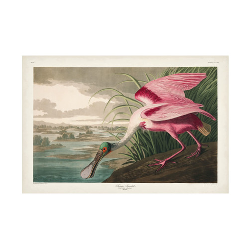 Trademark Fine Art 'Roseate Spoonbill' Canvas Art by John James Audubon 12x19