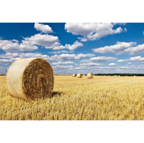 YongFoto 10x6.5ft Wheat Field Backdrop for Photography Farmland Western Farm Harvest Festival Photo Background Straw Cylindric Hay Bales Blue Sky White Clouds Kids Adults Photo Studio Booth Props