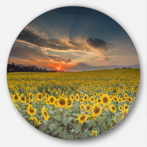 Designart Sunflower Sunset with Cloudy Sky Landscape Circle Wall Art-Disc of 23, 23X23-Disc of 23 inch, Yellow