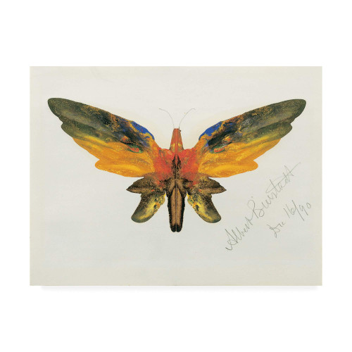 Trademark Fine Art Bold Butterfly On White by Albert Bierstadt, 18x24