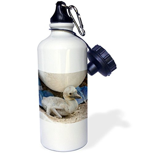3dRose wb_187630_1 Ecuador, Galapagos, Lobos Island Blue-Footed Booby Sitting On Chick Sports Water Bottle, 21Oz, Multicolored