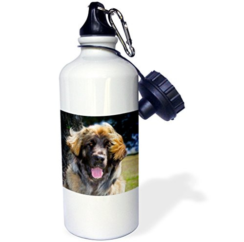 3dRose USA, California. Portrait of Leonberger Sitting by Tree Trunk. -Sports Water Bottle, 21oz (wb_192365_1), Multicolored