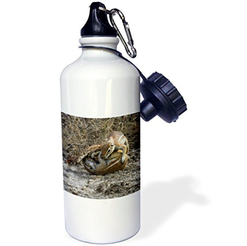 3dRose wb_188021_1 Cape Ground Squirrels Fighting, Tasha Np, Namibia, Africa Sports Water Bottle, 21Oz, Multicolored