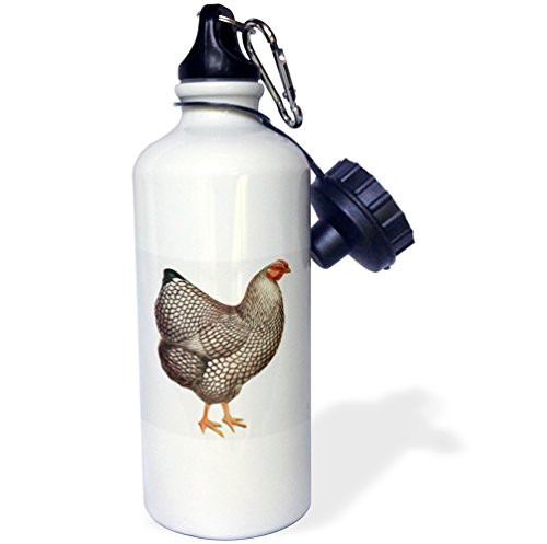 3dRose wb_119032_1"Vintage Bird Illustration Faux Oil Painting Effect Chicken Hen" Sports Water Bottle, 21 oz, White