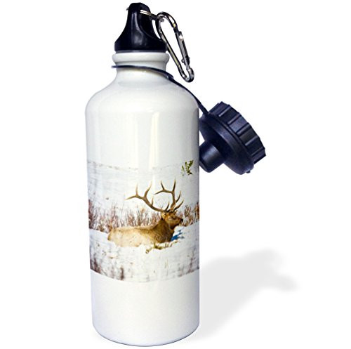 3dRose wb_191536_1"USA, Colorado, Bull Elk resting in snow" Sports Water Bottle, 21 oz, Multicolor 3dRose wb_191536_1"USA, Colorado, Bull Elk resting in snow" Sports Water Bottle, 21 oz, Multicolor