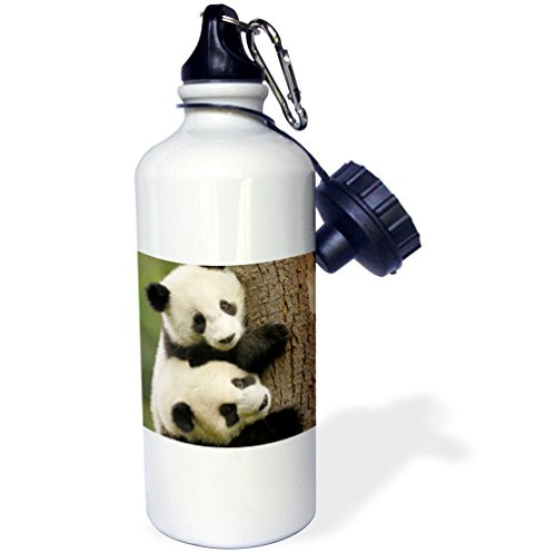 3dRose wb_70216_1"Giant panda bears, Wolong China Conservation, CHINA-AS07 POX0412 Pete Oxford" Sports Water Bottle, 21 oz, White