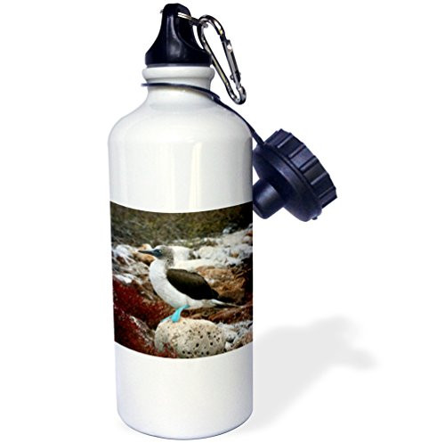 3dRose wb_86210_1"Ecuador, Galapagos Islands, Blue footed Booby colony SA07 KWI0140 Kymri Wilt" Sports Water Bottle, 21 oz, White 3dRose wb_86210_1"Ecuador, Galapagos Islands, Blue footed Booby colony SA07 KWI0140 Kymri Wilt" Sports Water Bottle, 21 oz, White