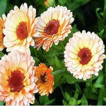 Outsidepride Calendula Officinalis Pink Surprise Flower Seed - 1000 Seeds