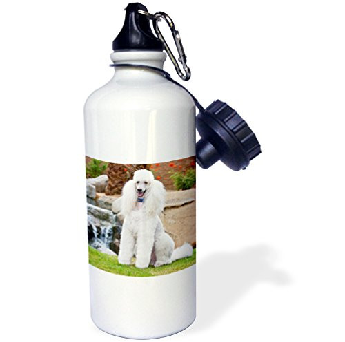 3dRose wb_192344_1 Use, California Standard Poodle Sitting Near Cascade Sports Water Bottle, 21Oz, Multicolored